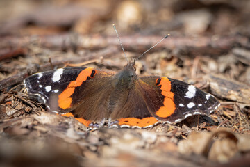 Butterfly on the ground