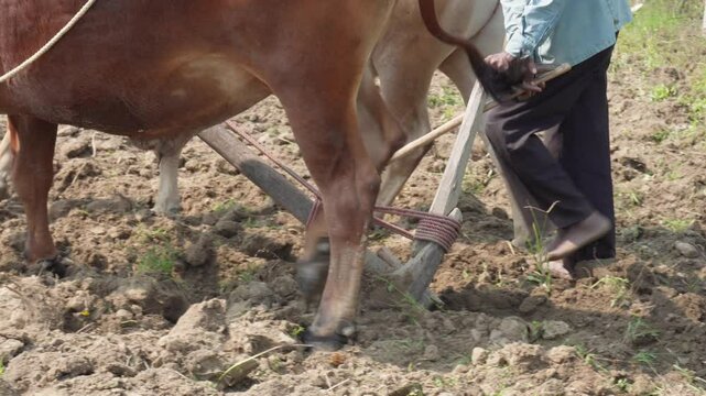 The farmer is plowing the field with the hand plow and the help of oxen which is the traditional plowing method normally found in the villages of India	

