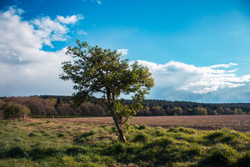 olive trees in tuscany