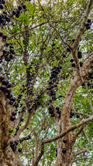Jabuticaba brasileira, cambocá,