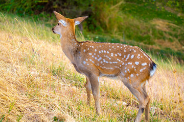Beautiful sika deer in the autumn forest against the background of colorful foliage of trees. The deer looks to the sides and chews the grass. Fabulous forest autumn landscape with wild animals.