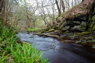 Obraz premium river in the forest
