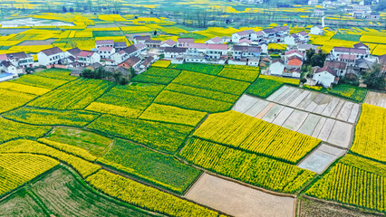 Obraz premium Spring rapeseed flowers in beautiful rural areas of China