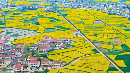 Spring rapeseed flowers in beautiful rural areas of China