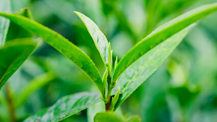 Mount Huangshan Maofeng Tea, China
