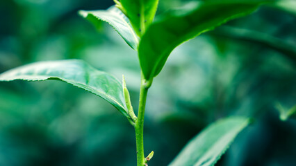 Mount Huangshan Maofeng Tea, China