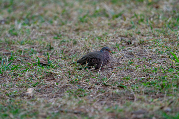 Ground Dove resting in some grass.