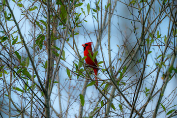 Northern Cardinal perched in a tree.