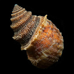 Snail Isolated