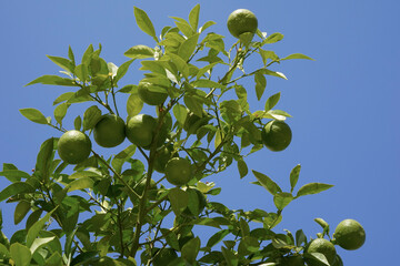 Cut out of an orange tree tree with unripe orange fruits captured from low angle view. There is blue sky on the background. The fruits are green. 