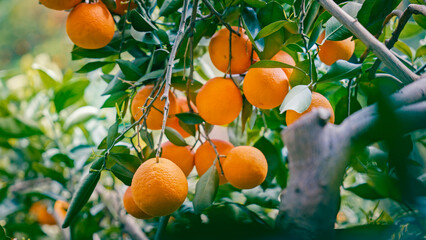 Chinese Orange Picking