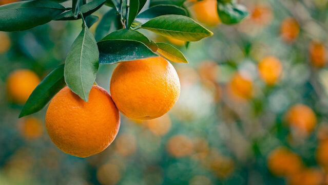 Chinese Orange Picking
