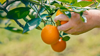 Chinese Orange Picking