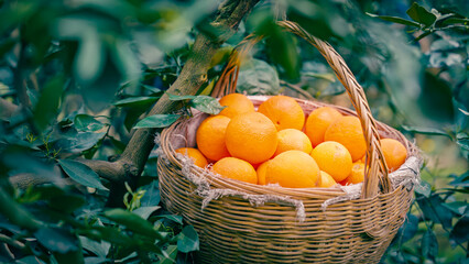 Chinese Orange Picking