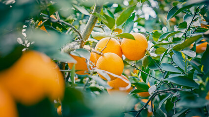 Chinese Orange Planting and Picking