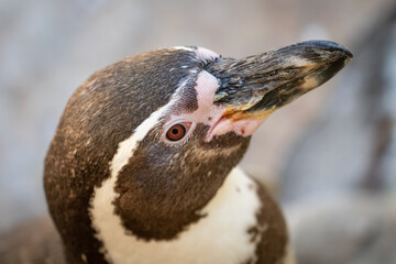 close up of a penguin