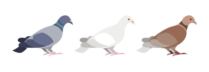 Three pigeons of different colors