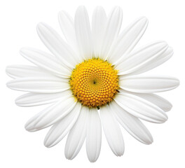 PNG Beautiful daisy flower petals white photography.