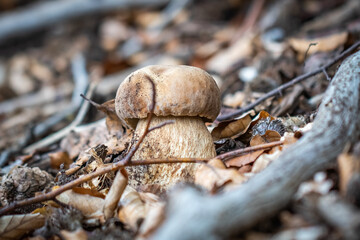 mushroom in the forest