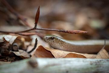 close up of a snake