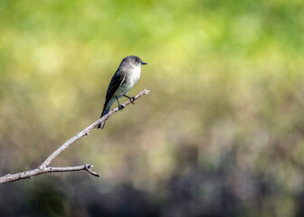 Eastern Phoebe along the trail in Cullinan Park in Sugarland, Texas
