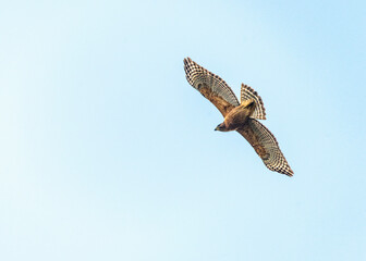Red-shouldered Hawk soaring above Pearland, Texas in a cloudless sky