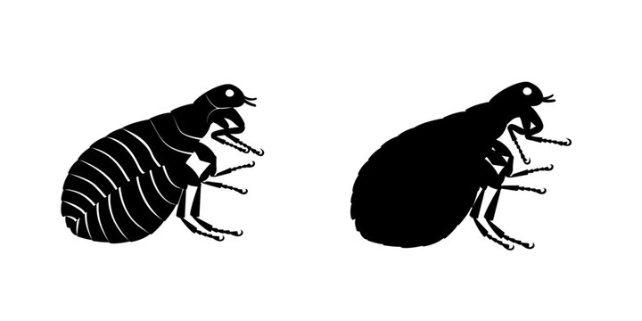 Flea insect and its silhouette vector illustration