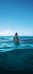 Fototapeta premium Shark's dorsal fin cutting through turquoise waters, rippling surface beneath cloudscape stretching across azure sky