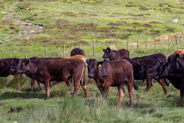 herd of cows