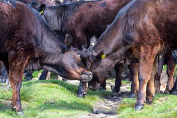 cows fighting