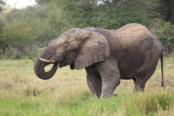 Fototapeta premium Afrikanischer Elefant im Schlamm / African elephant in the mud / Loxodonta africana