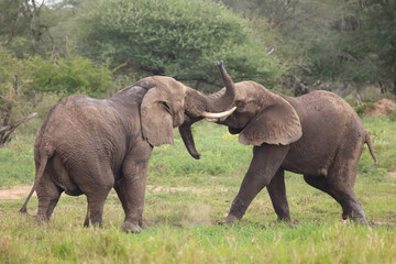 Fototapeta premium Afrikanischer Elefant / African elephant / Loxodonta africana.