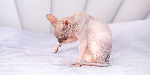 Egyptian sphinx cat licking himself while sitting on the bed. Close-up of a bald cat licking his...