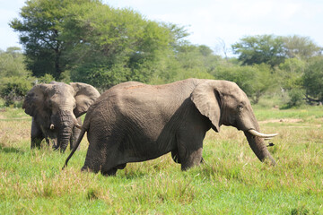 Fototapeta premium Afrikanischer Elefant / African elephant / Loxodonta africana