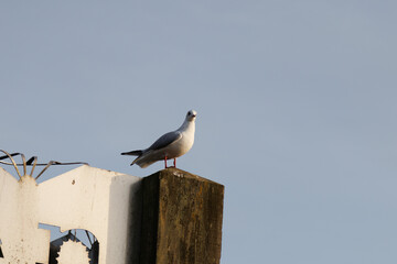 seagull on wood pole