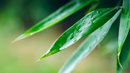 Bamboo leaves with water droplets