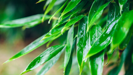 Bamboo leaves with water droplets