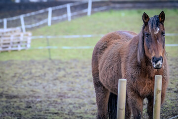 horse eating hay
