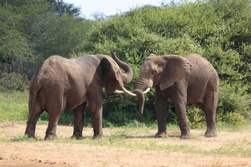 Fototapeta premium Afrikanischer Elefant / African elephant / Loxodonta africana.