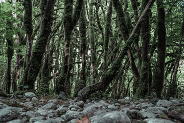 View in the mountain forest