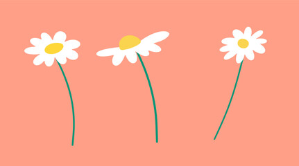 Set of daisies in hand-drawn style. Vector flat floral elements
