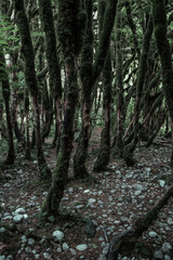 View in the mountain forest