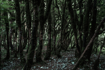View in the mountain forest