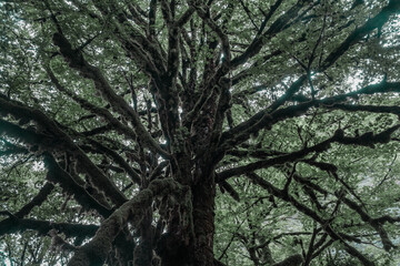 View in the mountain forest
