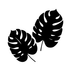 Vector art of two monstera deliciosa leaves isolated on white background, perfect for adding a tropical touch to any design or creative project