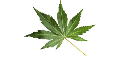 Green Japanese maple leaf isolated on white background, botanical nature concept