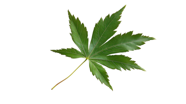Green Japanese maple leaf isolated on white background, botanical nature concept