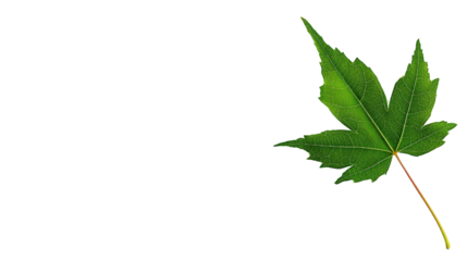 Green maple leaf isolated on white background with pointed lobes and visible vein structure