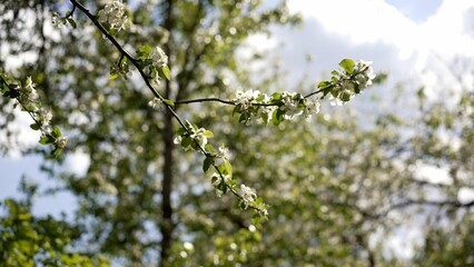 Blooming apple tree branch swaying gently in spring breeze
