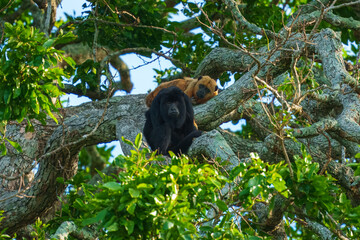 Closeup portrait of a Bolivian red howler monkey (Alouatta sara) sitting in treetops in the Pampas del Yacuma, Bolivia.
